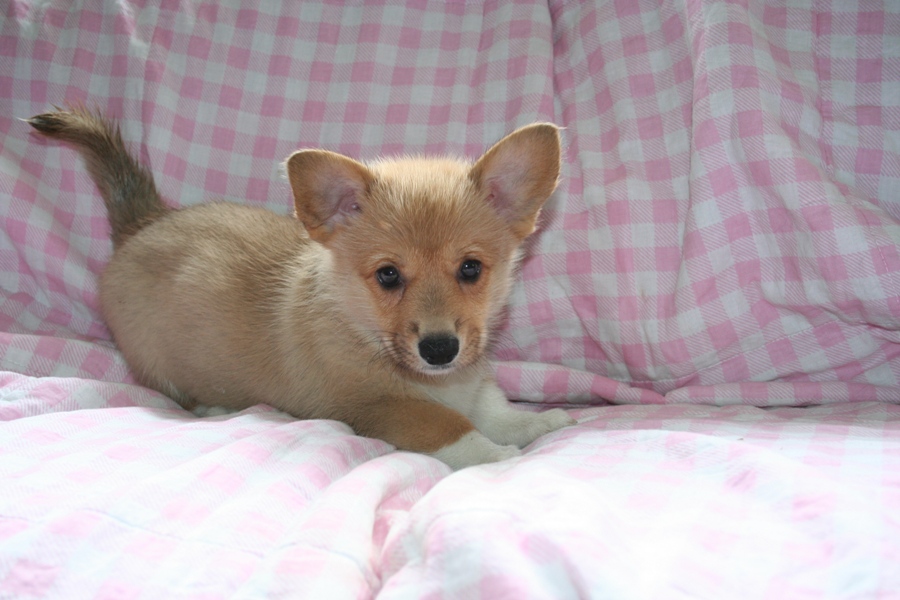 Puppies